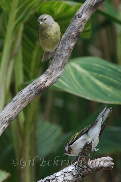 Tennessee & Chestnut-sided Warbler 2012-05-05.jpg